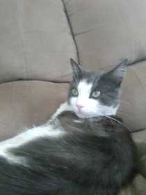 Lost Cat