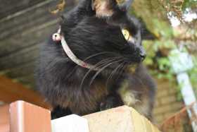 Lost Cat
