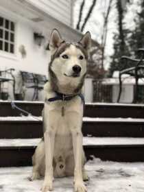 Lost Dog
