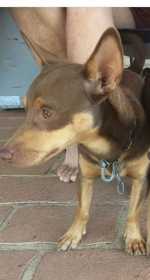 Lost Dog