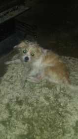 Lost Dog