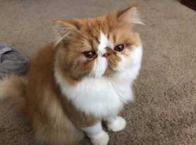 Lost Cat