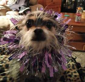 Lost Dog