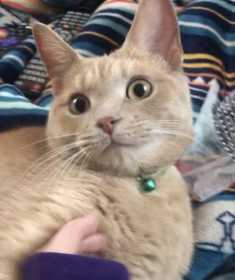 Lost Cat