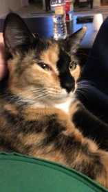 Lost Cat