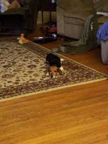Lost Dog