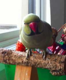 Lost Indian Ringneck Parakeet