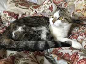 Lost Cat