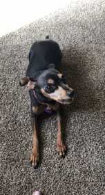 Lost Dog