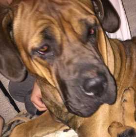 Lost Dog