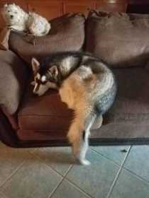Lost Dog