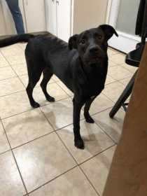 Lost Dog