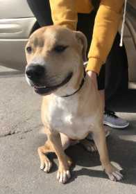 Lost Dog