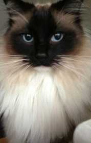 Lost Cat