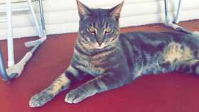 Lost Cat