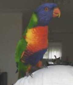 Lost Lory / Lorikeet