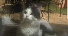 Lost Cat