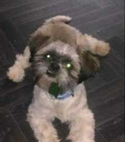 Lost Dog