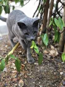 Lost Cat