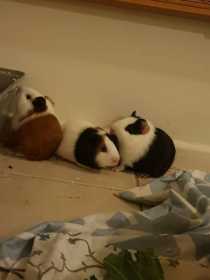 Lost Guinea pig