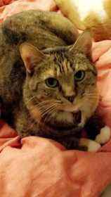 Lost Cat