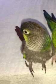 Lost Conure