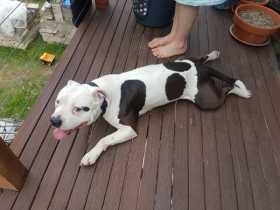 Lost Dog