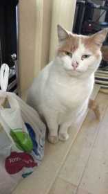 Lost Cat
