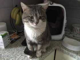 Lost Cat