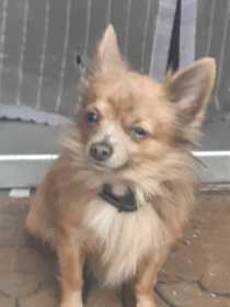 Lost Dog