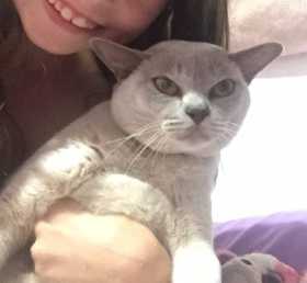 Lost Cat