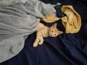 Lost Cat
