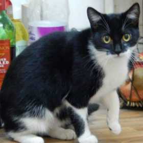 Lost Cat