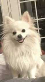Lost Dog