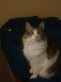 Lost Cat