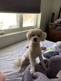 Lost Dog
