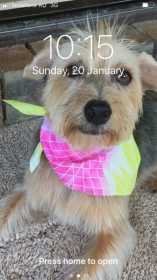Lost Dog