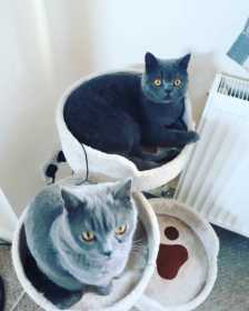 Lost Cat