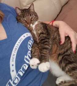 Lost Cat