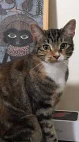 Lost Cat
