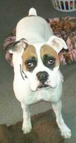 Lost Dog