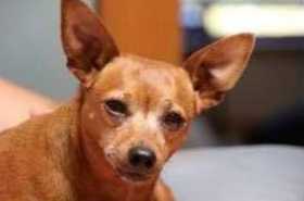 Lost Dog
