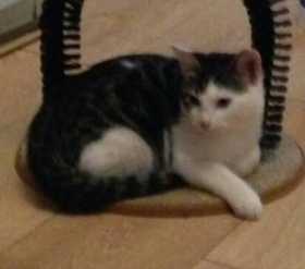 Lost Cat