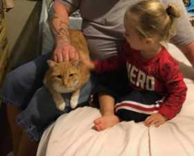 Lost Cat