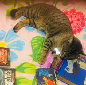 Lost Cat
