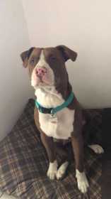 Lost Dog