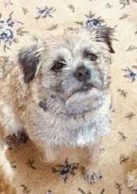 Lost Dog
