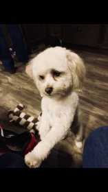 Lost Dog