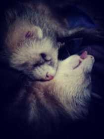 Lost Ferret