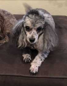 Lost Dog